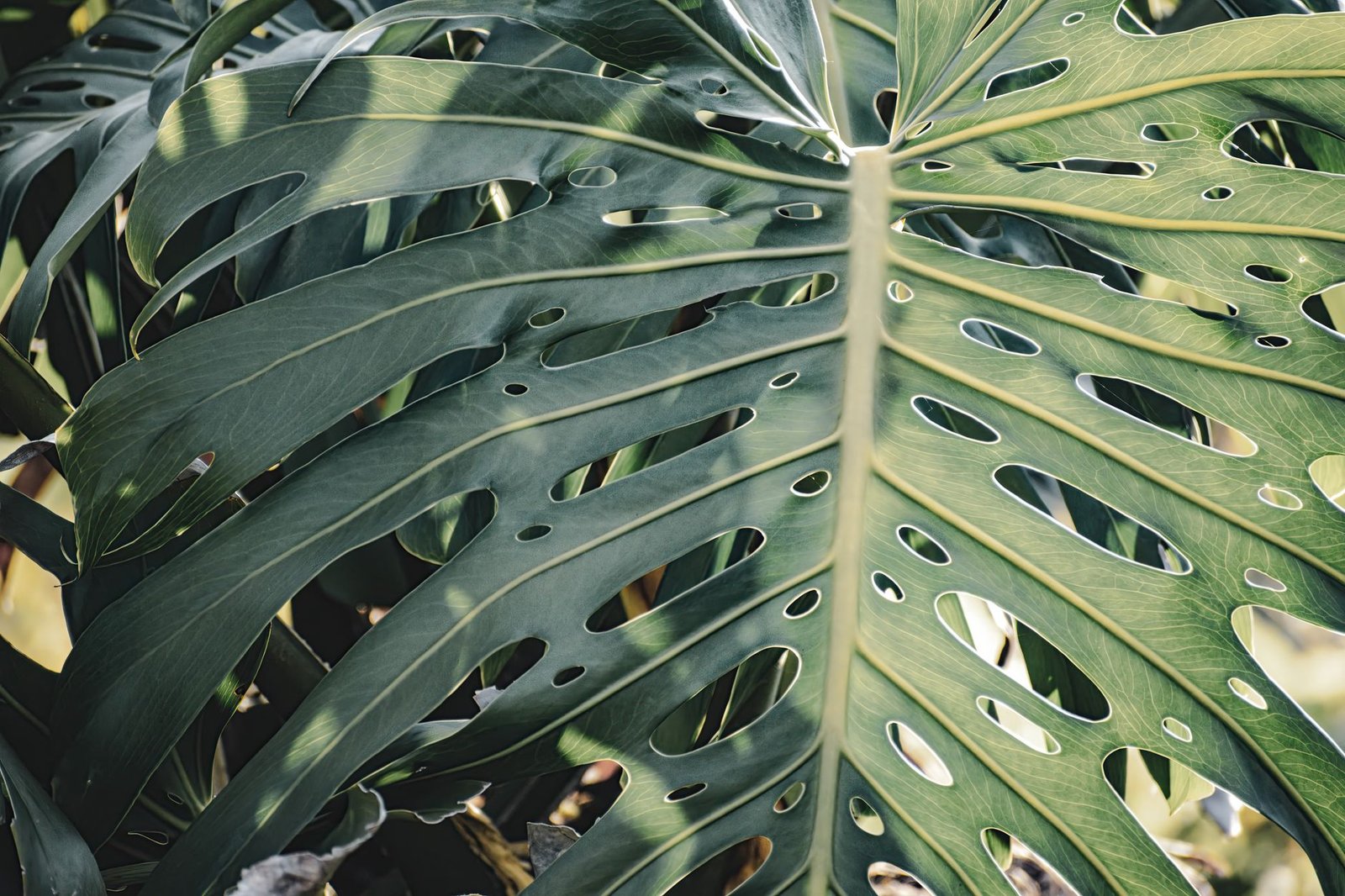 Monstera deliciosa leaf showcasing natural fractal patterns.