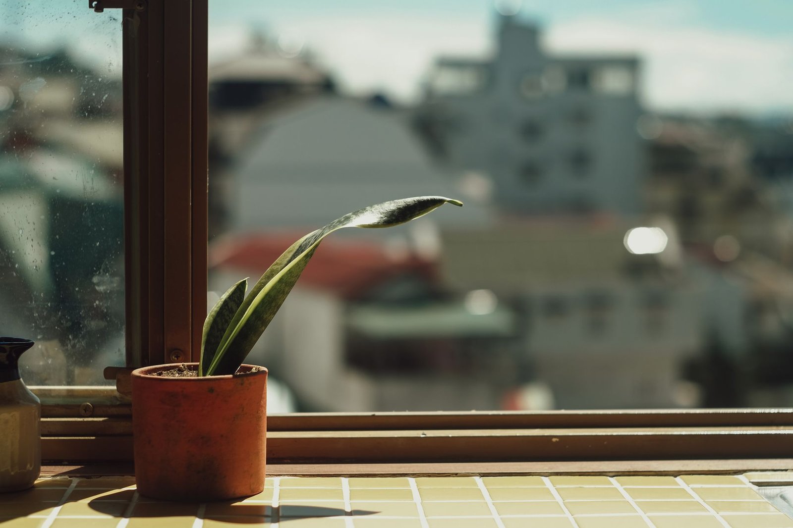 Snake plant standing tall in minimalist ceramic container.